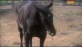 dr dolittle 3-avi_1000_010.jpg